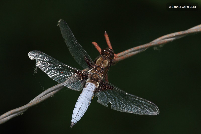 IMG_9856 Libellula depressa male.JPG